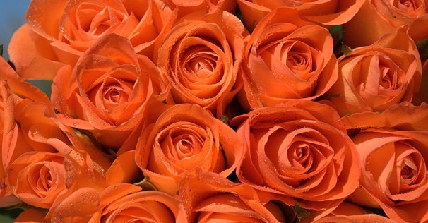 gift roses online