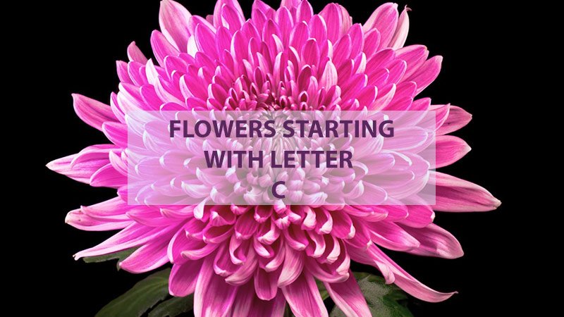 flowers starting with letter C