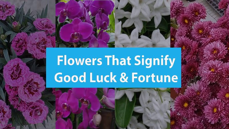 good luck flowers