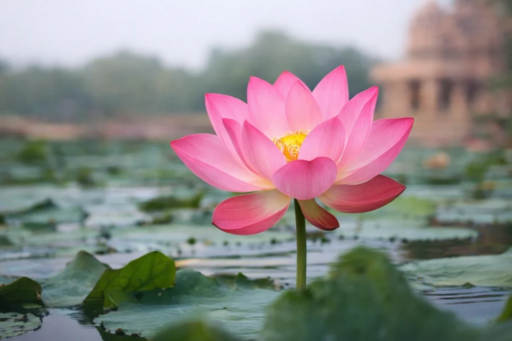 Pink lotus flower blooming in a calm pond, national flower of India symbolizing purity