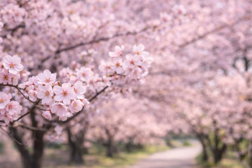 Soft pink cherry blossoms in full bloom, national flower of Japan