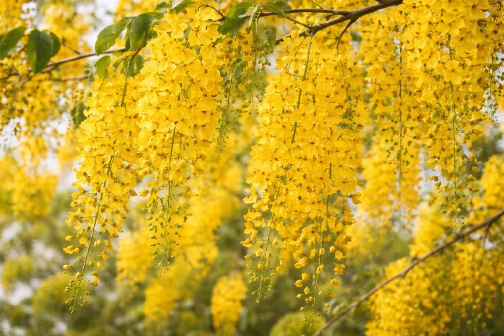 Bright yellow ratchaphruek flowers on tree branches, national flower of Thailand