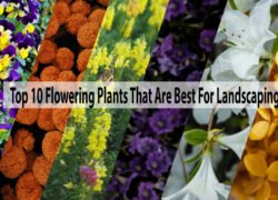 best flowering plants for landscaping